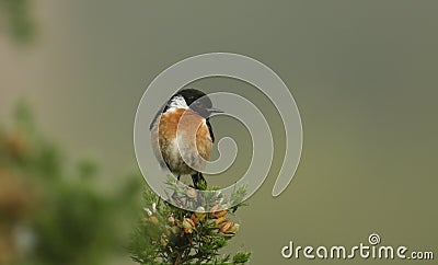 A stunning male Stonechat, Saxicola torquata, perched on top of a Gorse bush. Stock Photo
