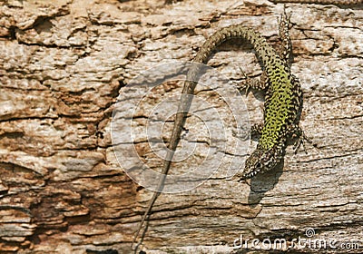 A beautiful male Wall Lizard Podarcis muralis basking in the sun on a wooden log on the isle of Wight. Stock Photo