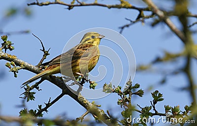 A male Yellowhammer, Emberiza citrinella, perching on a branch of a Hawthorn tree in springtime. Stock Photo