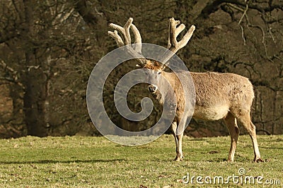 A stunning Milu Deer also lnown as Pere David`s Deer Elaphurus davidianus grazing in a pasture. Stock Photo