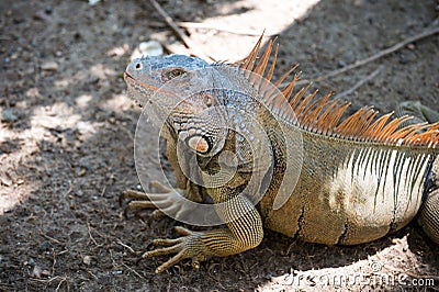 Stunning nature of Honduras. Tropical reptile. Lizard iguana in wildlife. Big lizard at Roatan Honduras. Wild animal in Stock Photo