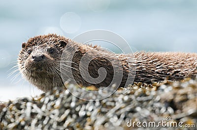 A beautiful Otter Lutra lutra lying on the shoreline on the Isle of Mull, Scotland after fishing in the sea. Stock Photo