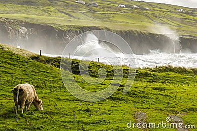 In a stunning pastoral scene on the Irish Wild Atlantic Way, a cow peacefully grazes by a coastal cove at high tide. Stock Photo