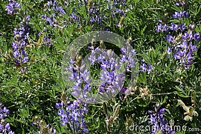 Beautiful wild lupine bush blooming in the summer Stock Photo