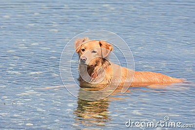 Stunning photo of a scotty retriever dog laying in water Stock Photo