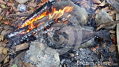 Grilled Fish in the Wilderness Stock Photo