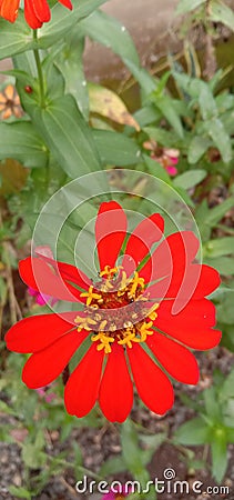 A stunning photograph featuring the vibrant Peruvian Zinnia flower in all its glory. Stock Photo