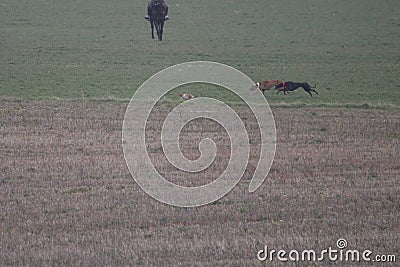 Stunning Photos of dogs spaniards hunting the hare in open field Stock Photo