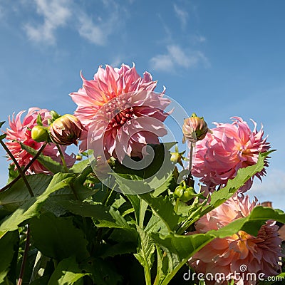 Stunning pink dahlia flowers by the name Penhill Watermelon, photographed against a clear blue sky at the RHS Wisley garden, UK Stock Photo