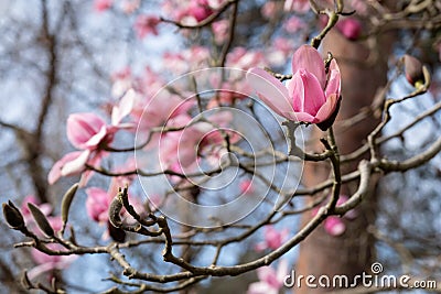Stunning pink flowers of the Magnolia Campbellii tree, photographed in the RHS Wisley garden, Surrey UK. Stock Photo