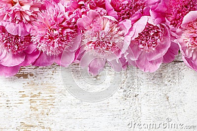 Stunning pink peonies Stock Photo