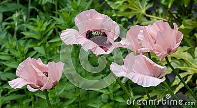 Stunning pink poppies photographed in late June in a mature garden in Northwood, north west London UK. Stock Photo