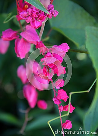Stunning Pink Queen Wreath Vine in Tucson, Arizona Stock Photo