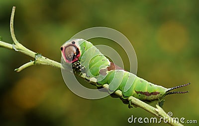 A stunning Puss Moth Caterpillar Cerura vinulais perching on a twig in woodland . Stock Photo