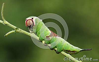 A stunning Puss Moth Caterpillar Cerura vinulais perching on a twig in woodland . Stock Photo