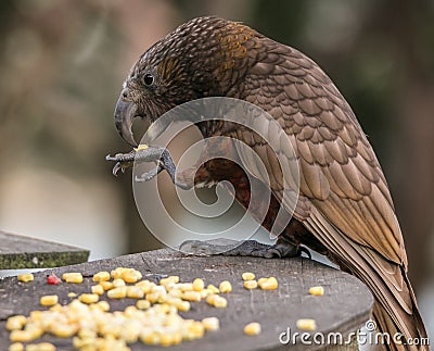 Kaka bird delicately eats corn from claw Stock Photo