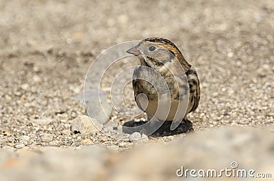 A rare Lapland Bunting, Calcarius lapponicus, feeding on seeds on the ground. Stock Photo