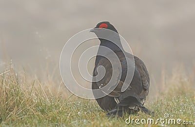 A stunning rare male Black Grouse, Tetrao tetrix, feeding in the moors of Durham, UK on a cold misty day. Stock Photo