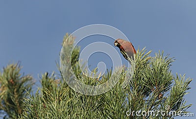 A stunning rare male Parrot Crossbill Loxia pytyopstittacus perched on a branch of a pine tree. Stock Photo