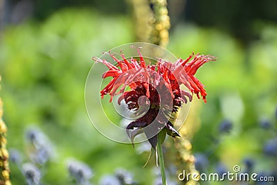 Stunning Red Bee Balm Flower Blooming in a Garden Stock Photo