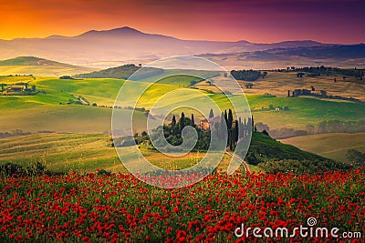 Stunning red poppies blossom on meadows in Tuscany, Pienza, Italy Stock Photo