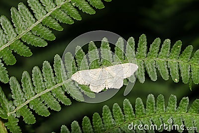 A pretty Riband Wave Moth Idaea aversata perching on a fern leaf. Stock Photo