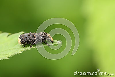 A stunning Scarce Fungus Weevil Platyrhinus resinosus perching on a leaf. Stock Photo