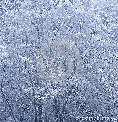 Stunning simple landscape image of snow covered trees during Winter snow fall on shores of Loch Lomond in Scotland Stock Photo