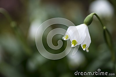 Stunning simple leucojum amaryllis snowbell dew drop amaryllidaceae flower in bloom Stock Photo
