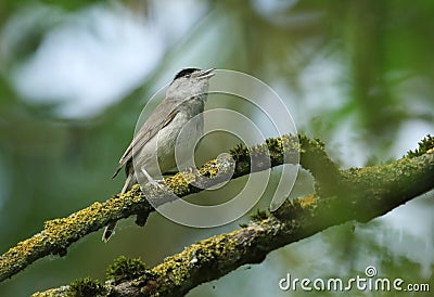 A stunning singing male Blackcap, Sylvia atricapilla, perched on a branch in a tree covered in lichen and moss. Stock Photo
