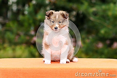 Stunning smart nice fluffy sable white shetland sheepdog puppy Stock Photo