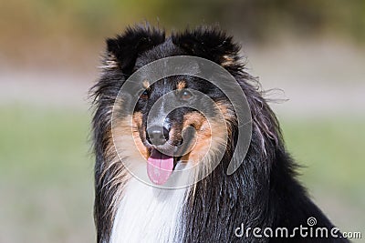 Stunning smart nice fluffy sable white shetland sheepdog, sheltie on a sunny day. Stock Photo