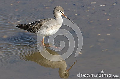 A stunning Spotted Redshank Tringa erythropus searching for food in a sea estuary. Stock Photo