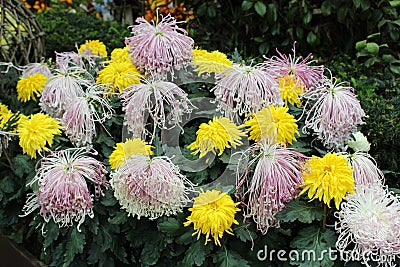 Stunning standout display of sheepdog white and yellow Dahlias Stock Photo