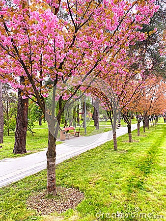 A Symphony of Spring: Breathtaking Sakura Trees in Full Pink Bloom at a Serene Park Stock Photo