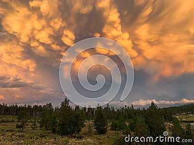 Stunning Stormy Clouds Reflecting the Sunset With Pine Trees and Wildflowers Stock Photo