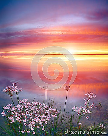 Stunning sunset on the lake with white wildflowers. Beautiful sunset over the river. Sunrise at lake. Inspirational calm sea with Stock Photo