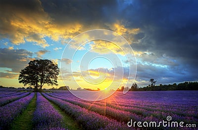 Stunning sunset over lavender fields Stock Photo