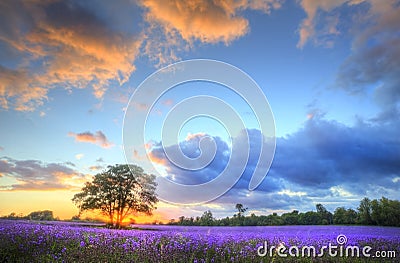 Stunning sunset over lavender fields Stock Photo