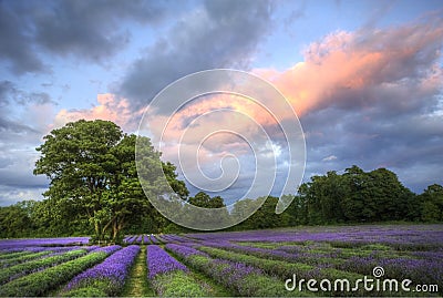 Stunning sunset over lavender fields Stock Photo