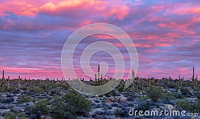 Stunning sunset with Saguaro cactus near Browns ranch trailhead in Scottsdale, Arizona Stock Photo