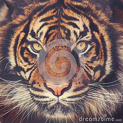 Stunning tiger face Stock Photo
