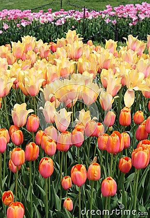 Stunning tulips in sunny orange and pink colors growing in backyard garden Stock Photo