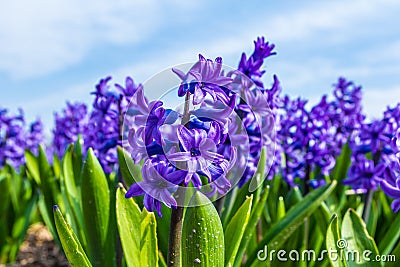 Stunning vibrant blue purple hyacinth flowers Stock Photo