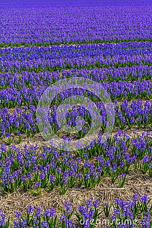 Stunning vibrant field of blue purple hyacinth flowers Stock Photo