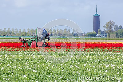 Stunning, vibrant tulip field with farm heading machine with tower in background Editorial Stock Photo
