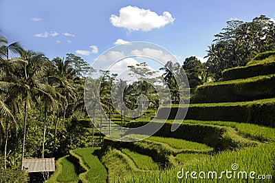 Stunning view of beautiful Bali island tropical landscape with palm trees jungle and rice field terrace under a sunrise blue sky i Stock Photo