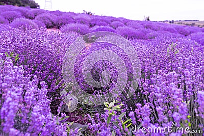 Stunning view with a beautiful lavender field provance Stock Photo