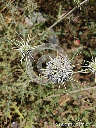 Stunning view of viscous globe-thistle Stock Photo