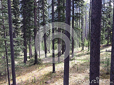 Stunning views of Banff National Park from Sulfur mountain ridge Stock Photo